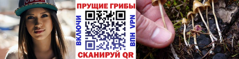 Галлюциногенные грибы Psilocybine cubensis  наркотики  Славск 